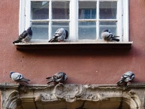 Gołębie na gzymsie - utrapienie, które wymaga kolców na gołębie w Warszawie