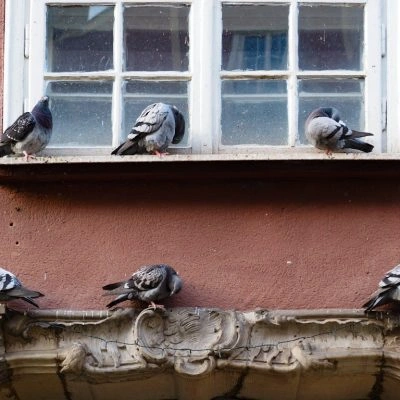 Gołębie na gzymsie - utrapienie, które wymaga kolców na gołębie w Warszawie